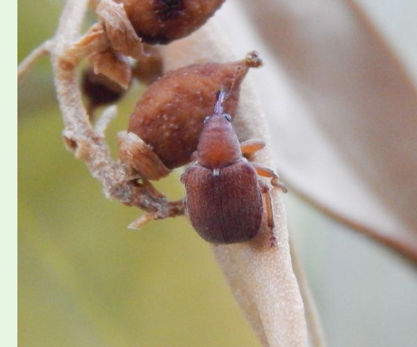 A - This species is not in the database yet