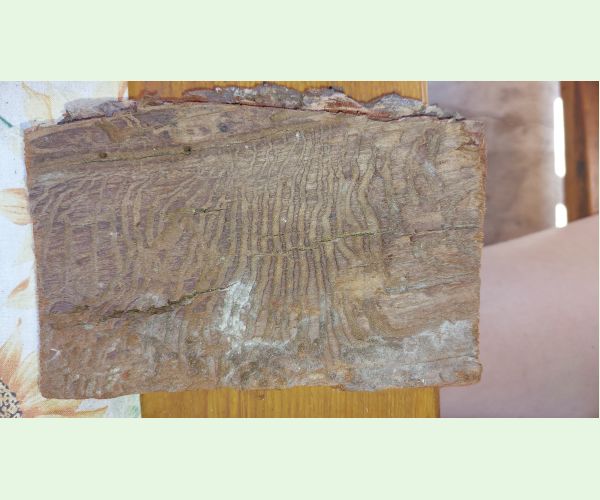 Lykožrút smrekovcový