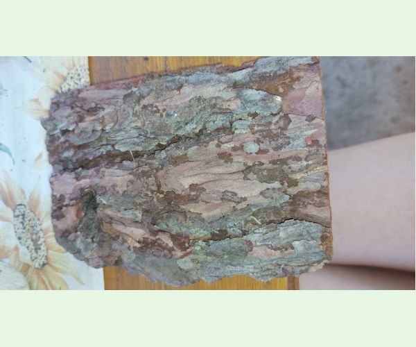 Lykožrút smrekovcový