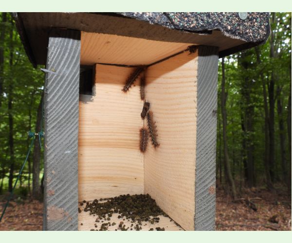 Mníška veľkohlavá