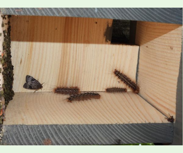 Mníška veľkohlavá