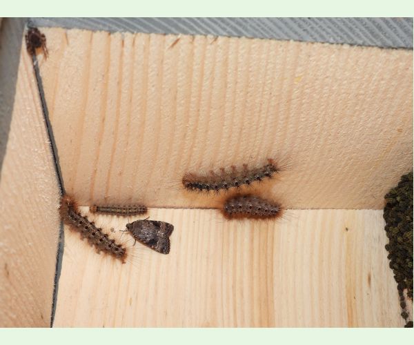 Mníška veľkohlavá