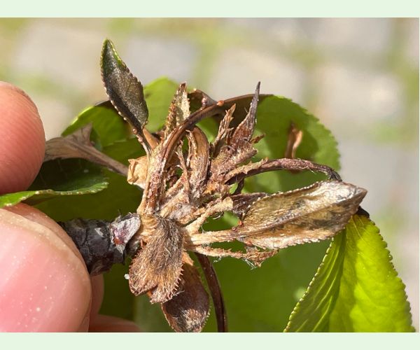 Moníliová hniloba jadrovín