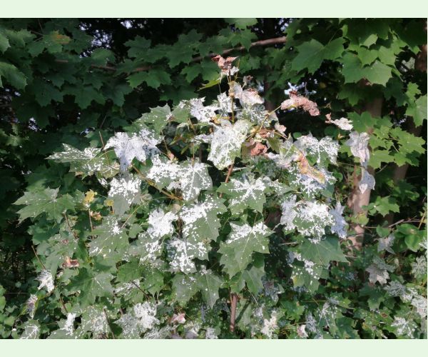 Špirálovka Tulasneova