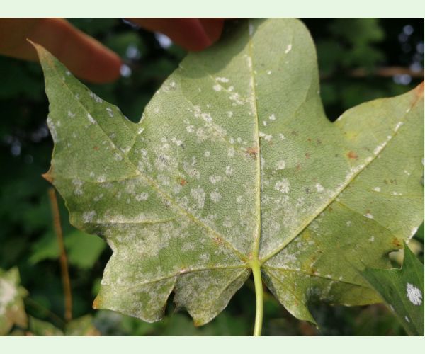 Špirálovka Tulasneova