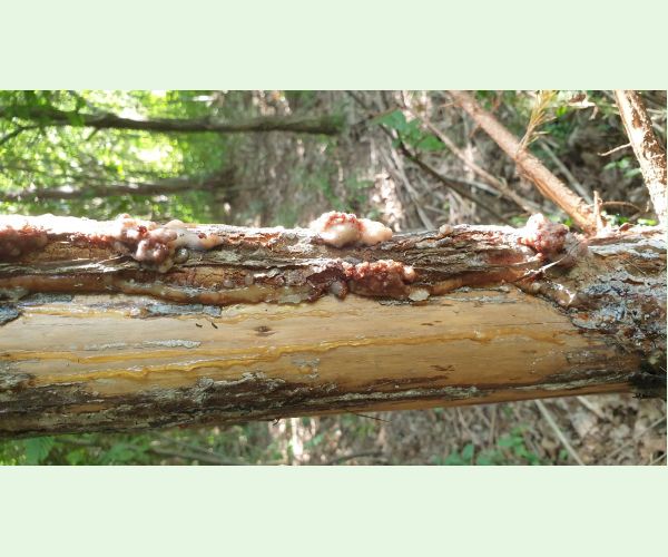 Plodokaz praslenový