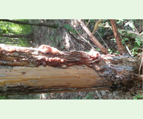 Plodokaz praslenový