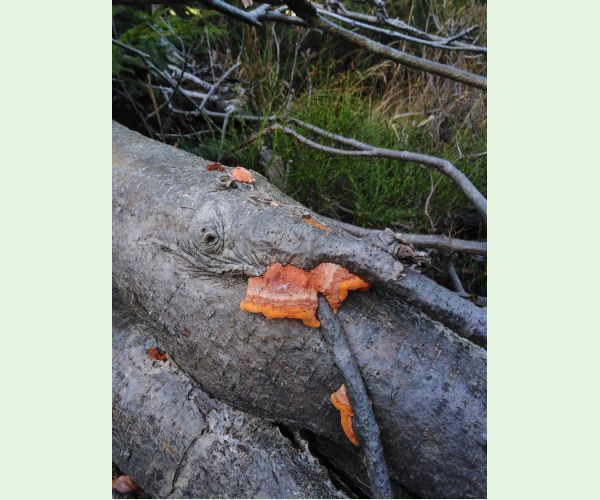 Červenica rumelková