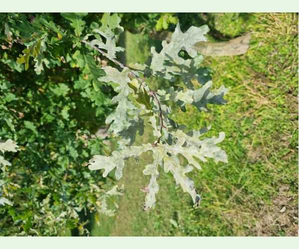 Drobnomúčka dubová