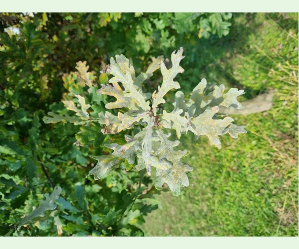 Drobnomúčka dubová