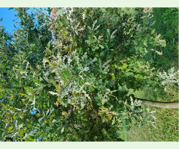 Drobnomúčka dubová