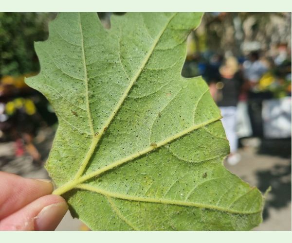 Sietnička platanová