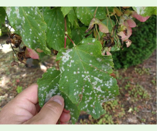 Špirálovka Tulasneova