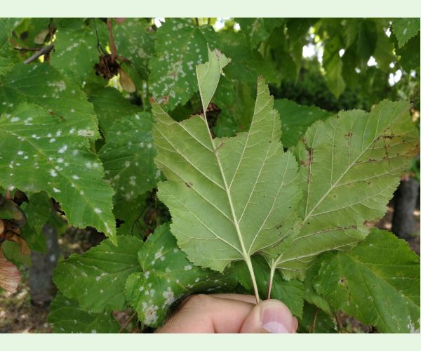 Špirálovka Tulasneova