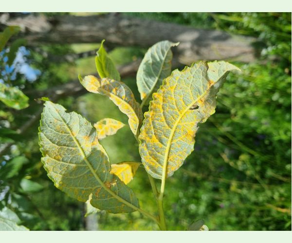 Hnedospórka vŕbová