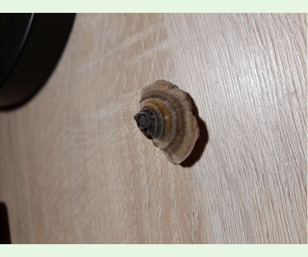 Trúdnikovec chlpatý