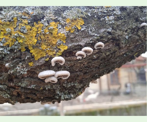 Klanolupeňovka obyčajná