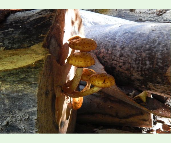 Šupinovka šupinatá