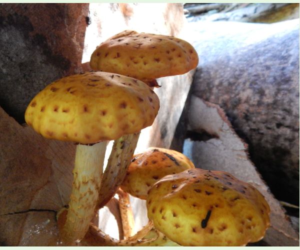 Šupinovka šupinatá