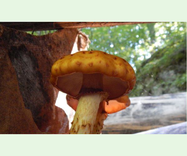 Šupinovka šupinatá