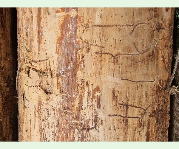 Lykožrút korunový