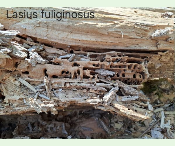 Mravec čiernolesklý