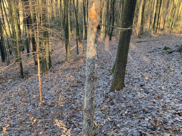 A - nejednoznačne určený, nie sme si istí