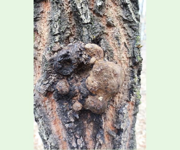 Ohňovec hrboľkatý