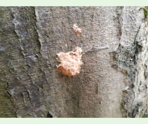 Mníška veľkohlavá