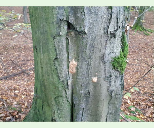 Mníška veľkohlavá