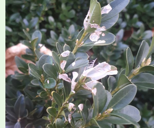 Víjačka krušpánová