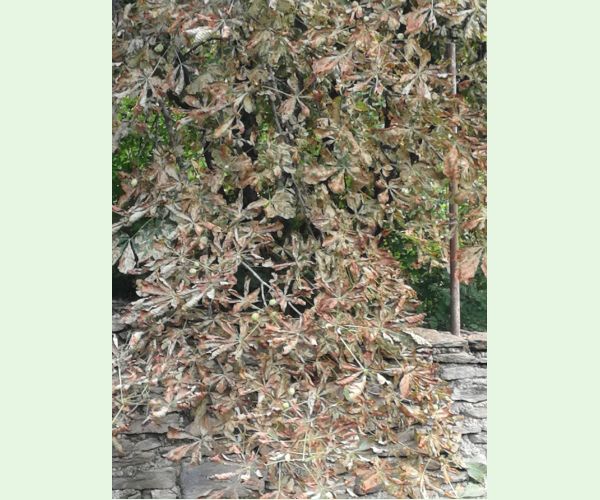 Ploskáčik pagaštanový