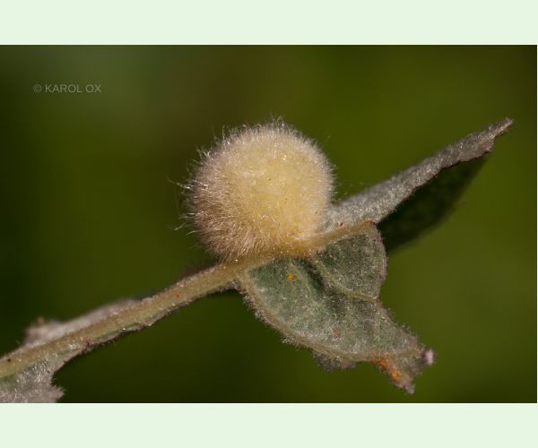 Piliarka Pontania gallarum