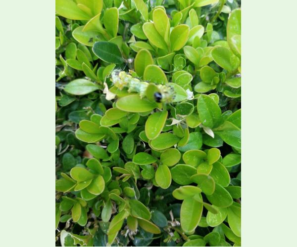 Víjačka krušpánová