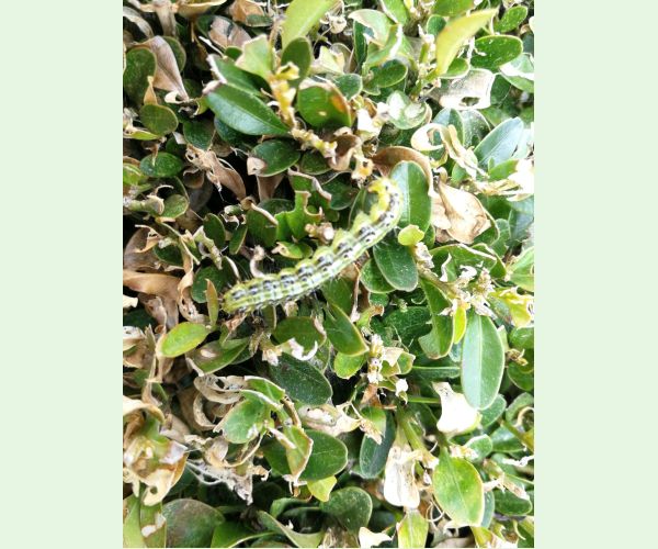 Víjačka krušpánová