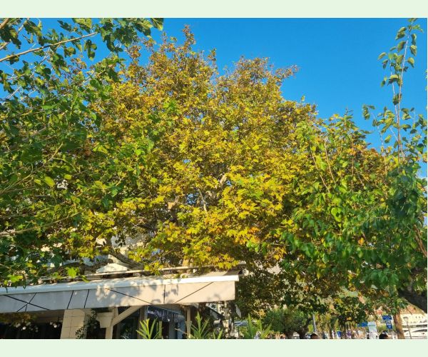 Sietnička platanová