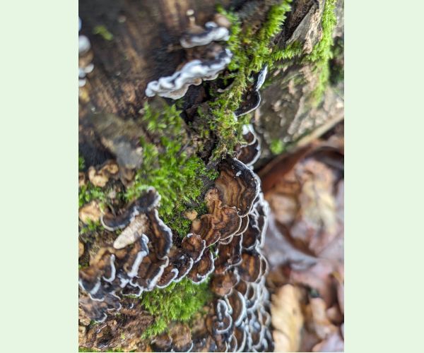 Trúdnikovec pestrý