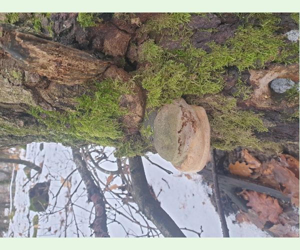 Ohňovec hrboľkatý