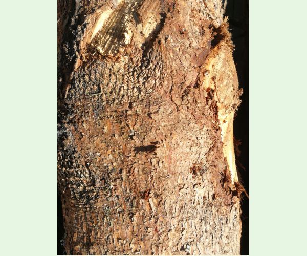 Lykožrút severský