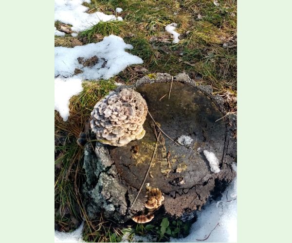 Trúdnikovec pestrý