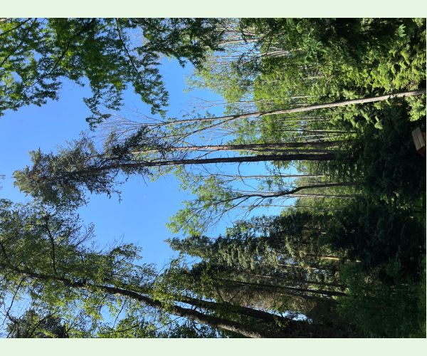 Čiašočka jaseňová