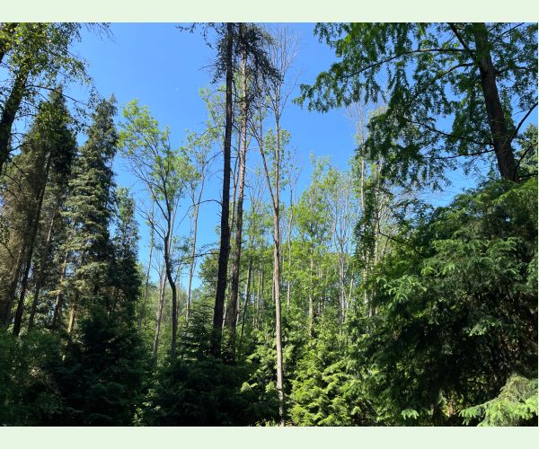 Čiašočka jaseňová