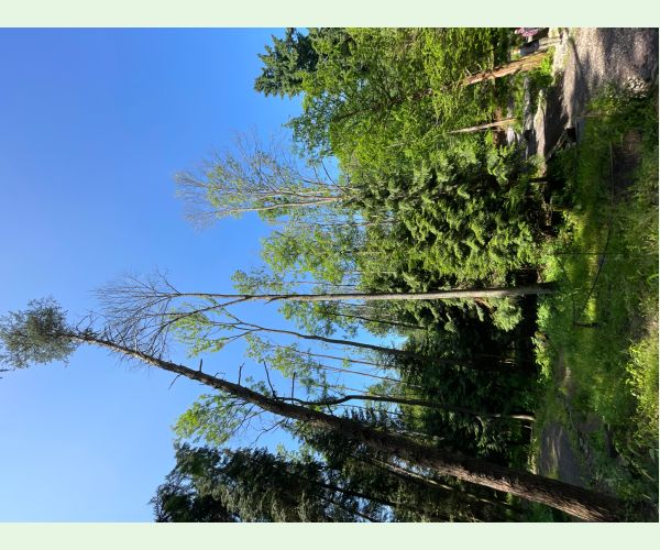 Čiašočka jaseňová