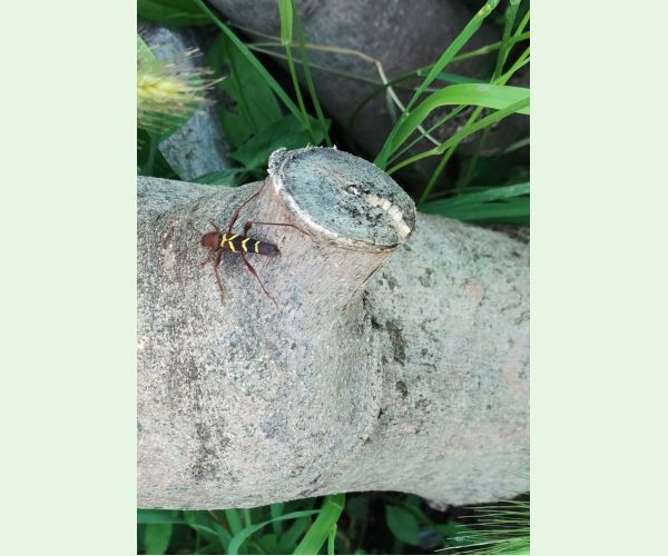 Fuzáč červenohlavý