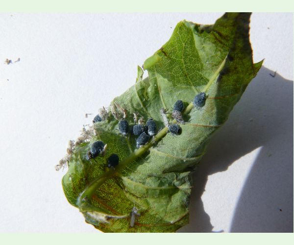 Dutinárka orgovánová