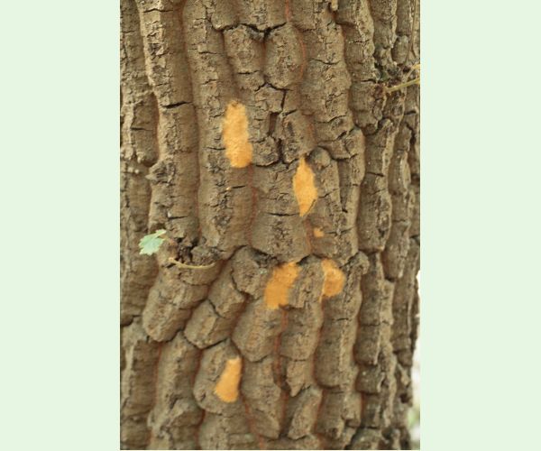 Mníška veľkohlavá