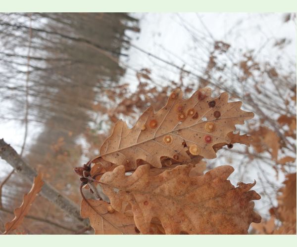 Hrčiarka Neuroterus quercusbaccarum