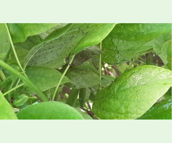 Štítnička Pseudaulacaspis pentagona