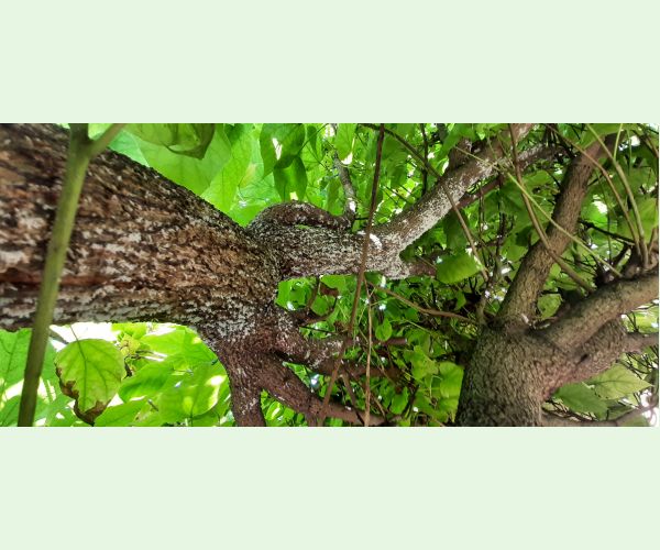 Štítnička Pseudaulacaspis pentagona