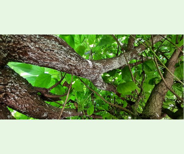 Štítnička Pseudaulacaspis pentagona